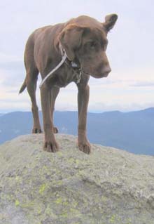 Quincy on Mt. Madison (photo by Mark Malnati)