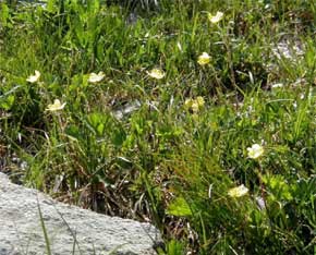 Mountain avens (photo by James Horner)