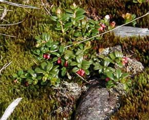 Alpine azalea (photo by James Horner)