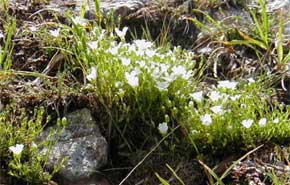 Mountain sandwort (photo by James Horner)