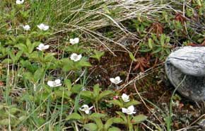 Bunchberry (photo by James Horner)