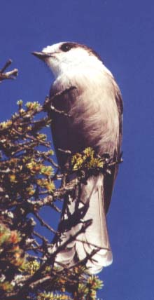Gray Jay on West Peak (photo by webmaster)