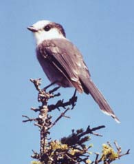 Gray Jay on West Peak (photo by Webmaster)