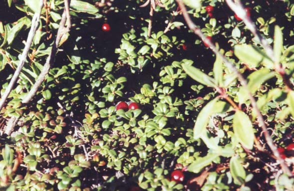 Mountain cranberry on West Peak (photo by Webmaster)