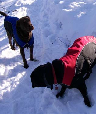Quincy and Tessa (photo by Deb Hann)