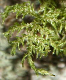 Moss that looks like tiny ferns–photo greatly enlarged (photo by Webmaster)