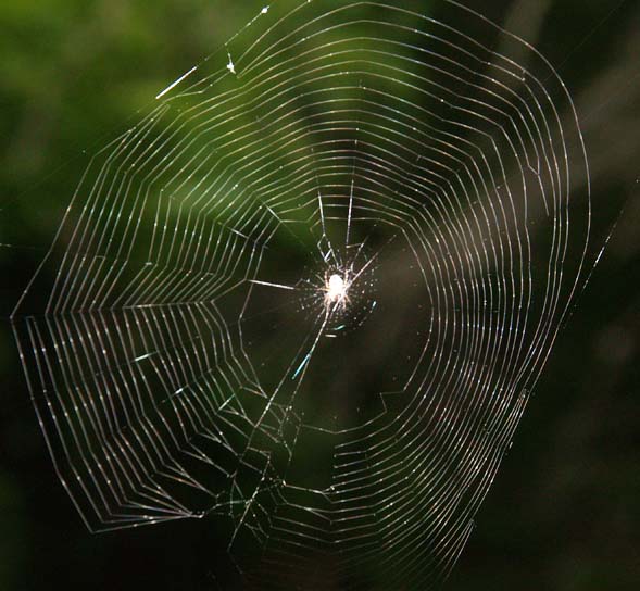 Spider in its web (photo by Webmaster)