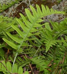 Rock cap fern (photo by Webmaster)