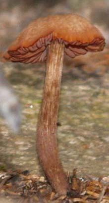 Mushroom (photo by Webmaster)
