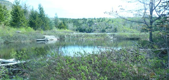 Beaver dams at the outlet to The Bowl (photo by Chip Lary)
