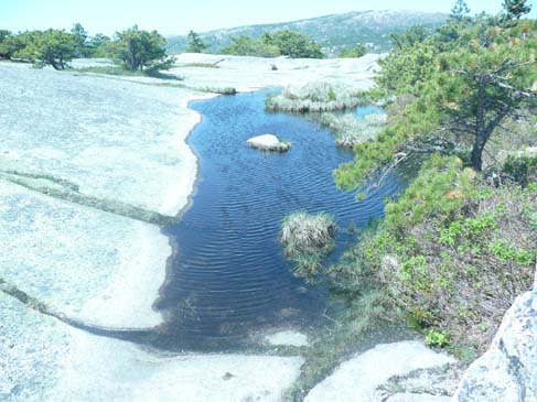 Tiny pond near the summit of Champlain Mtn. (photo by Chip Lary)