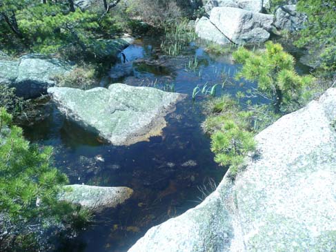 Tiny pond near the summit of Champlain Mtn. (photo by Chip Lary)