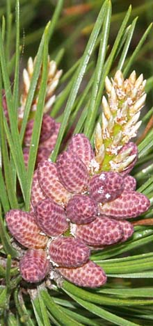 Pollen cones on a pitch pine tree along Ocean Path (photo by Webmaster)