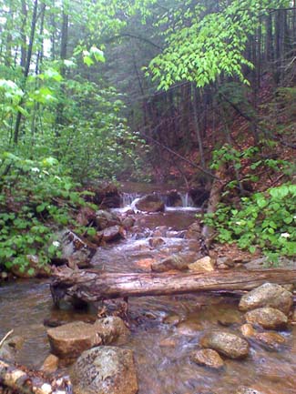 Whitin Brook (photo by Bill Mahony)