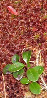 Red sphagnum moss and wintergreen on the western ledges (photo by Webmaster)