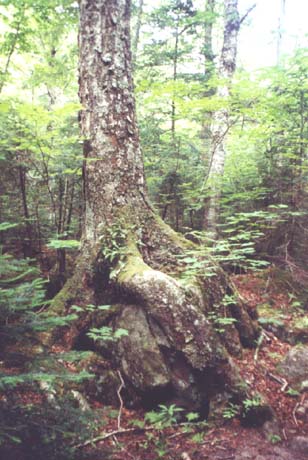 "Rock-eating" tree (photo by Webmaster)