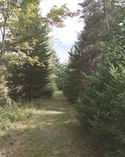 Cross Vermont Trail (photo by Webmaster)
