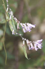 Hog peanut (photo by Webmaster)