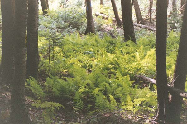 Ferns along the Blue Mountain Nature Trail (photo by Webmaster)