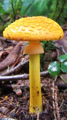 Mushroom (photo by Mark Malnati)