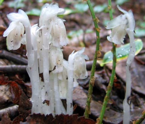 Indian pipe (photo by Mark Malnati)