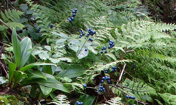 Bluebead lilies and ferns (photo by Dianne Flammia)