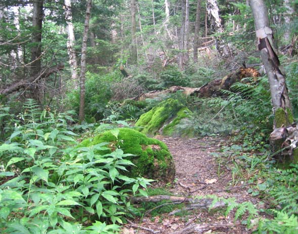 East Pond Loop trail (photo by Dennis Marchand)