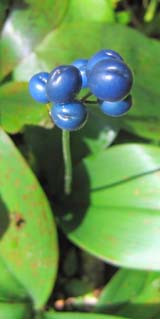 Bluebead lily (photo by Mark Malnati)