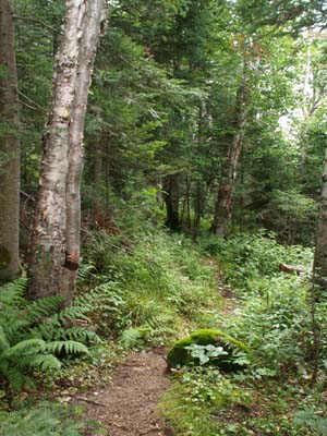 East Pond Loop trail (photo by Webmaster)