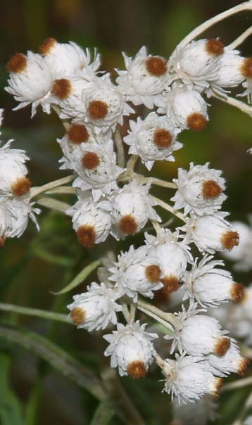 Pearly everlasting flowers (photo by Webmaster)