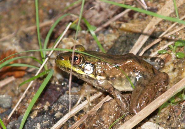 Frog on Slippery Brook Trail (photo by Webmaster)