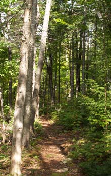 Slippery Brook Trail (photo by Webmaster)