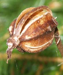 Dried fruit of a pink lady's slipper flower (photo by Webmaster)