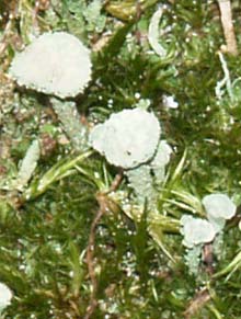 Pyxie Cups (photo by Webmaster)