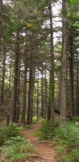 Slippery Brook Trail (photo by Webmaster)