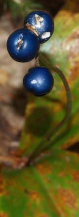 Bluebead lily in fruit (photo by Webmaster)