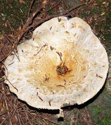 Mushroom (photo by Webmaster)