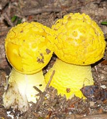 Mushrooms (photo by Webmaster)