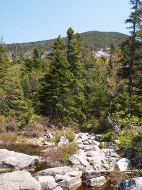 Ethan Pond Spur crossing the inlet brook of Ethan Pond on boulders.  Mount Willey is in the background. (photo by Webmaster)