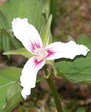 Painted trillium (photo by Webmaster)