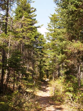 Ethan Pond Trail (photo by Webmaster)