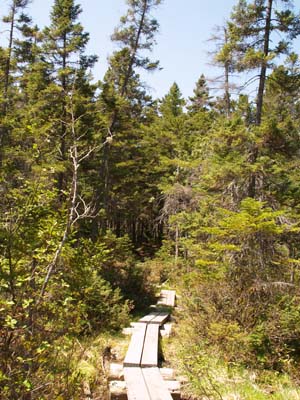 Boardwalk on Ethan Pond Trail (photo by Webmaster)