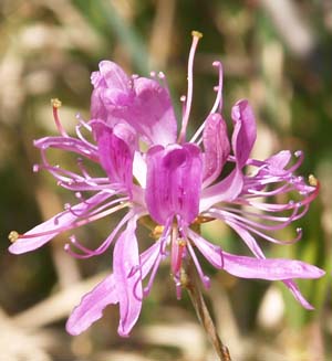 Rhodora blossoms along Ethan Pond Trail (photo by Webmaster)