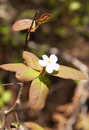 Shrub with white flowers - what is it? (photo by Webmaster)