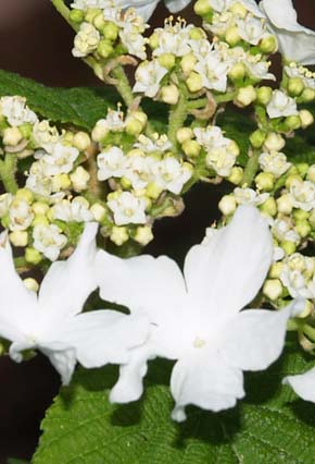 Hobblebush with large sterile flowers and small fertile flowers (photo by Webmaster)