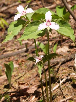 Painted trilliums along Ethan Pond Trail (photo by Webmaster)