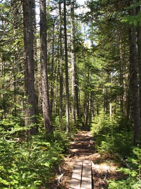 Ethan Pond Trail (photo by Webmaster)