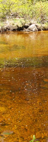 The golden waters of the North Fork (photo by Webmaster)