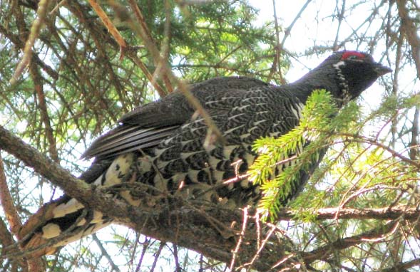 Spruce grouse seen along Ethan Pond Trail (photo by Mark Malnati)
