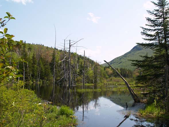 Beaver swamp area along Zealand Trail (photo by Webmaster)